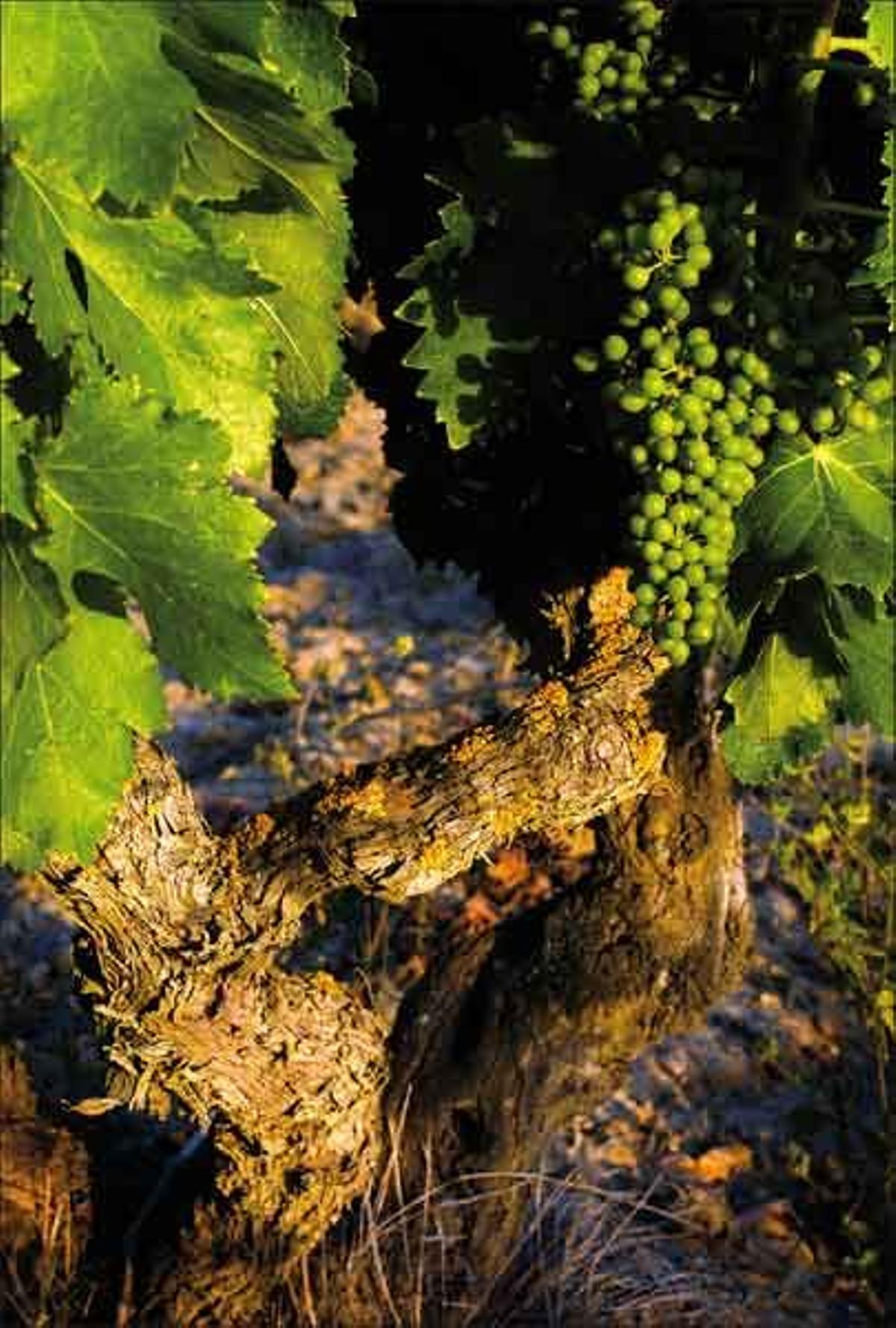 Una hermosa parra de Castilla y León.