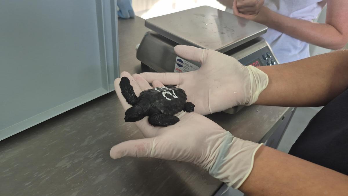 uNA DE LAS TORTUGAS.