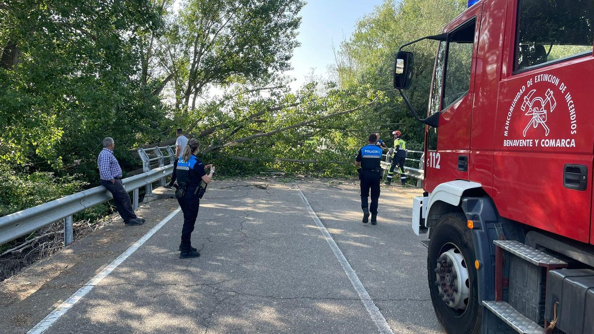 Aspecto de la zona poco después de la caída del árbol en la carretera provincial Benavente-Milles de la Polvorosa.