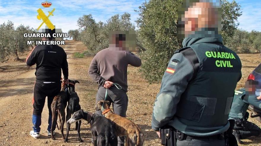 La Guardia Civil investiga a tres personas por caza furtiva con galgos en Llerena