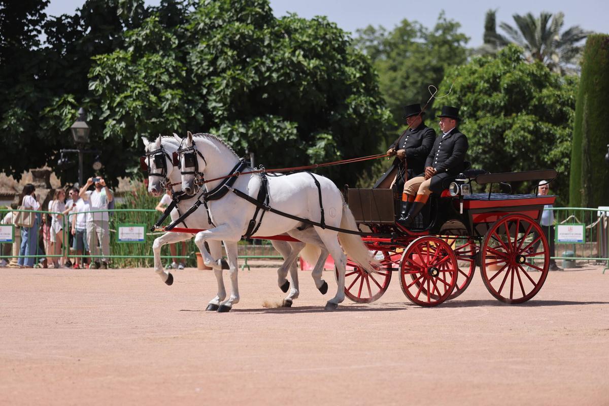 El arte ecuestre toma los Jardines del Alcázar de los Reyes Cristianos para dar el pistoletazo de salida a la Feria de Nuestra Señora de la Salud