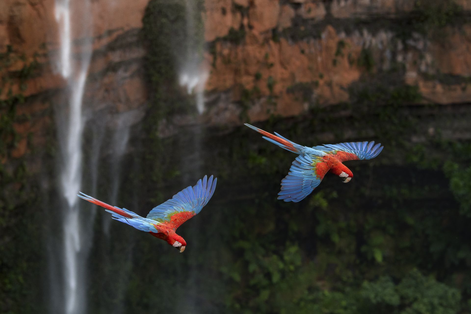 CROSSING THE PARADISE - Luis Octávio Palacios Penteado (Brasil) - Mención de Honor: Mundo de las Aves