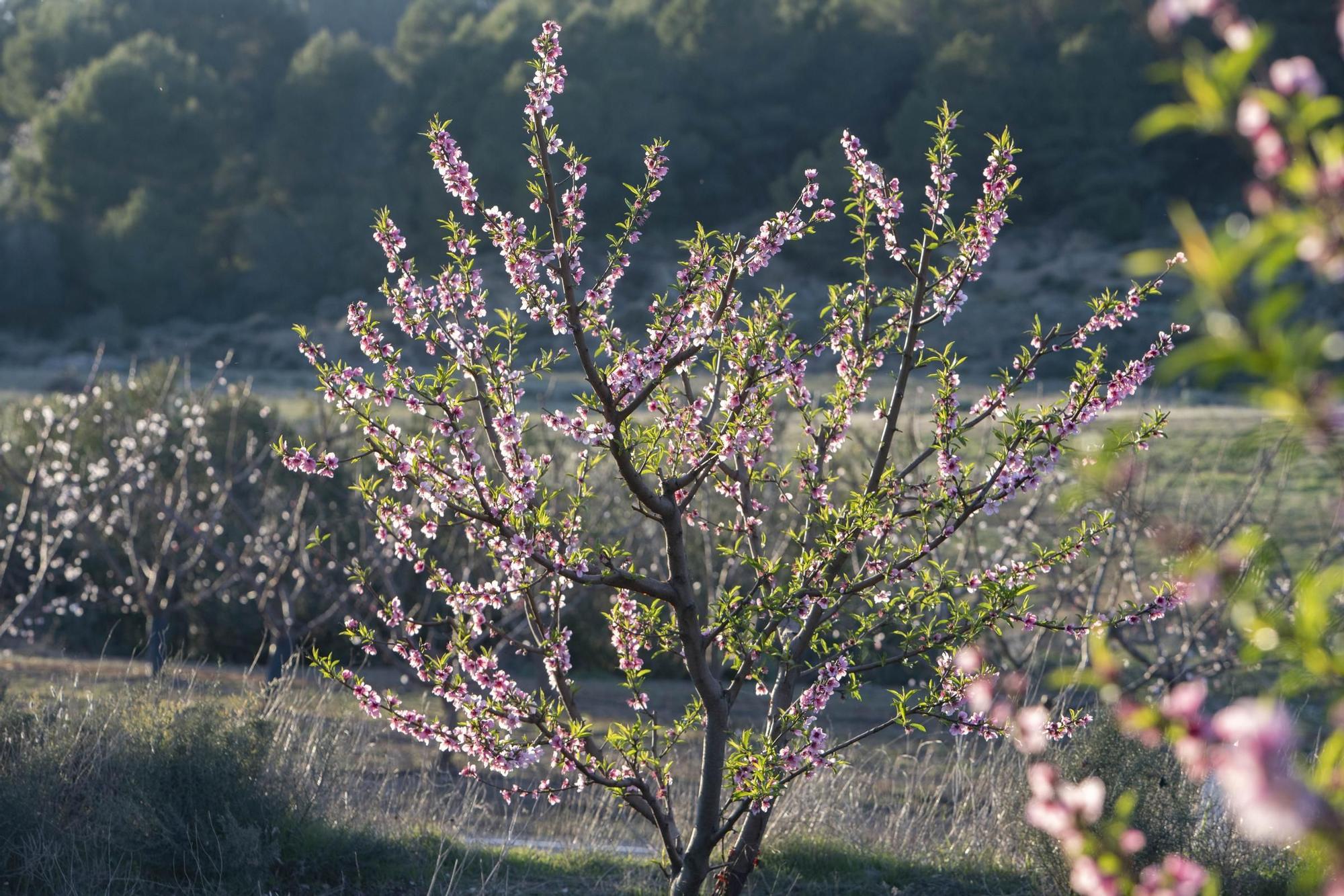 Los almendros en flor ya alegran los paisajes valencianos