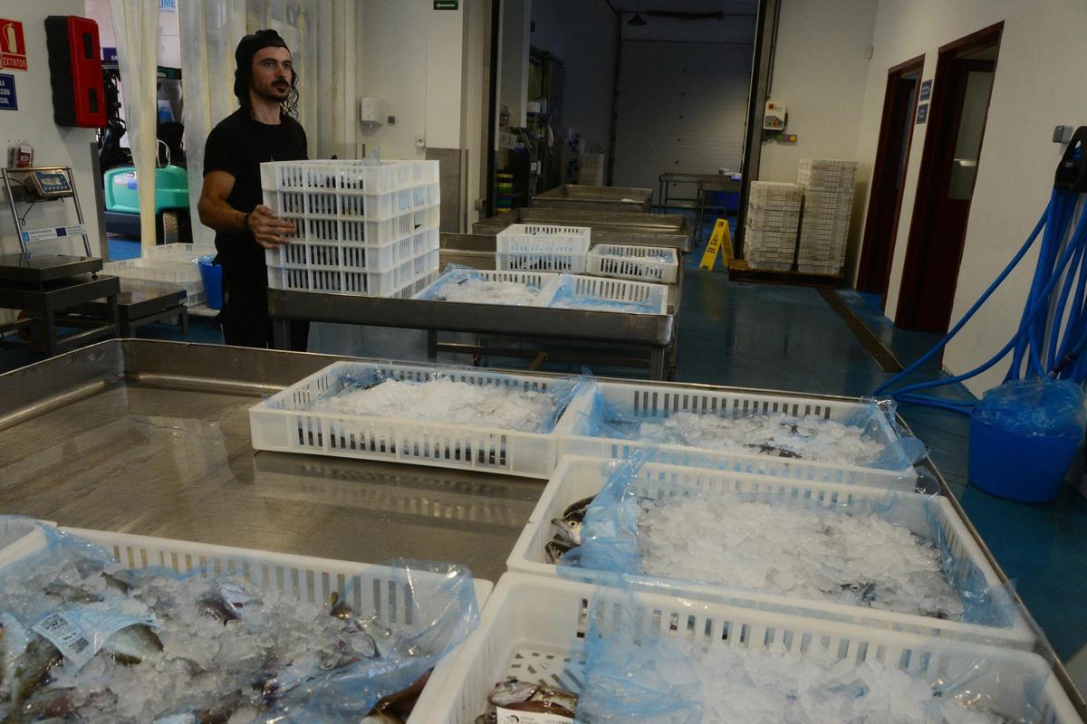 Pescado descargado en la lonja de la Cofradía de Pescadores de Cangas.