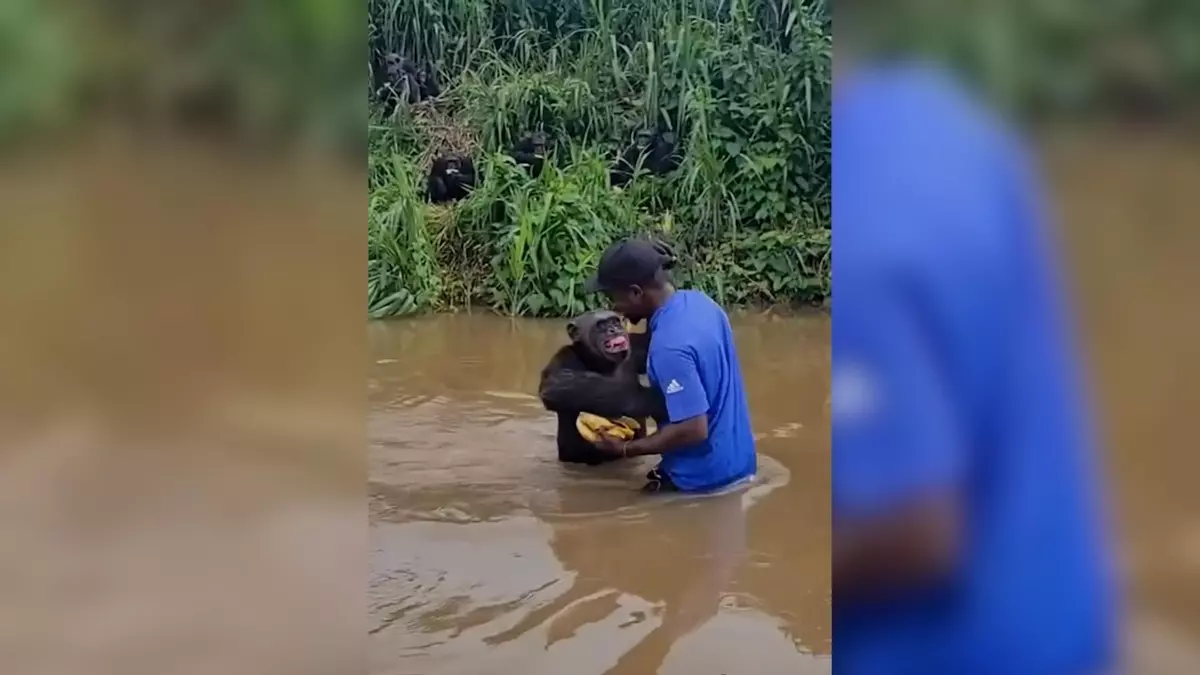 El tierno reencuentro entre un chimpancé y su cuidador
