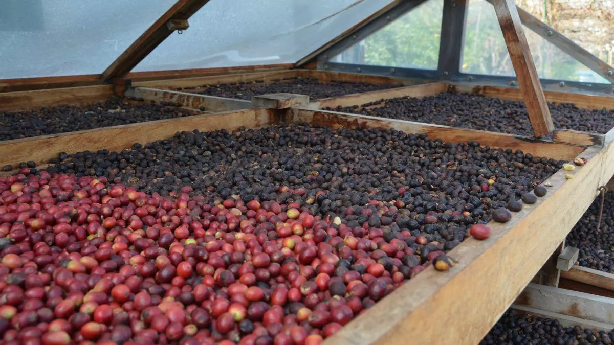 Mitos y verdades del café de especialidad en Canarias