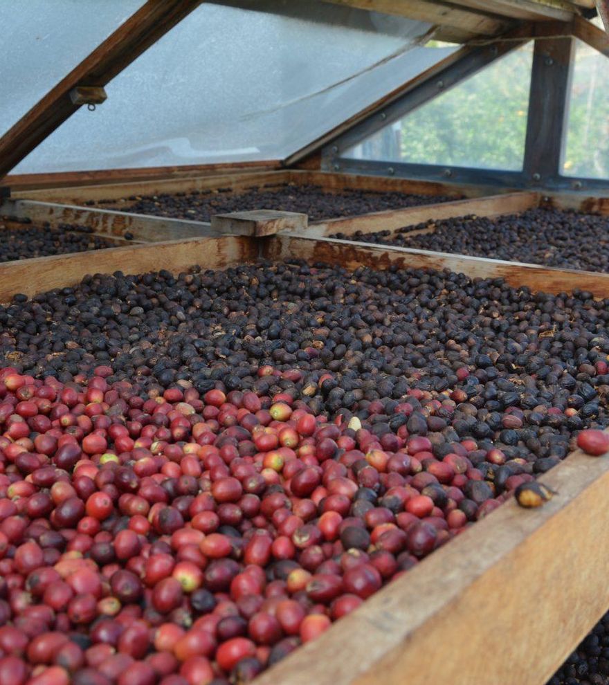 Mitos y verdades del café de especialidad en Canarias