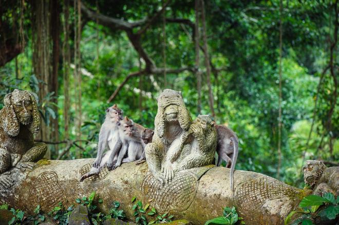 Unos macacos en el Bosque de los monos