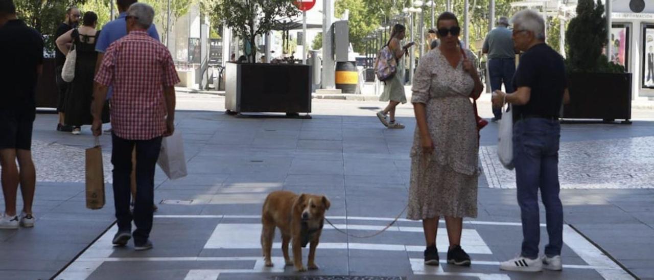Un perro con sus dueños en la calle de Santa Clara en Zamora.