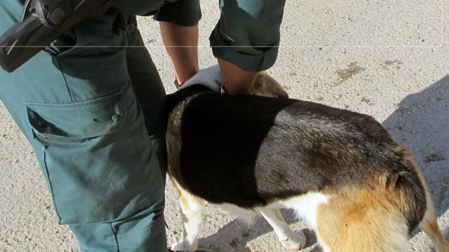 La Comunidad no permitirá cazar a perros o gatos