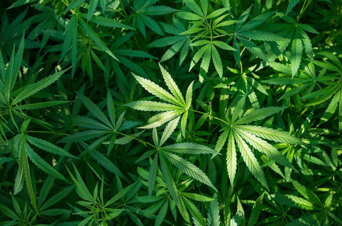 Imagen de archivo de una plantación de marihuana