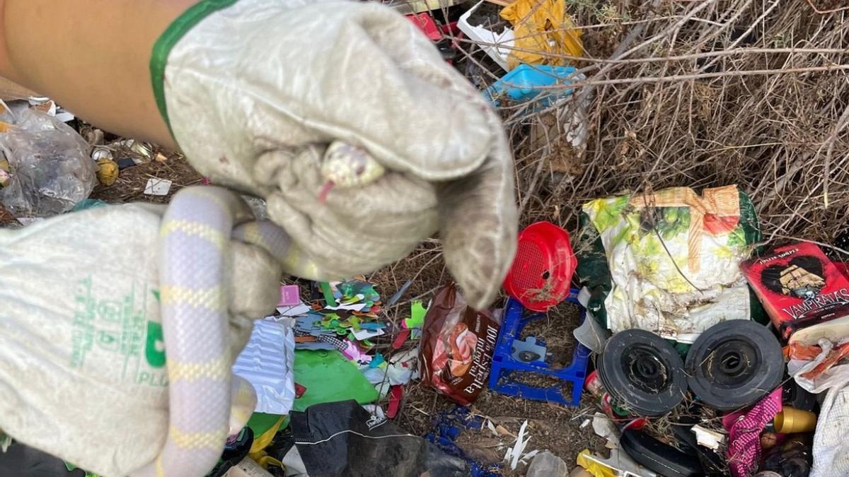 Encuentran una culebra real entre la basura en Las Palmas de Gran Canaria.