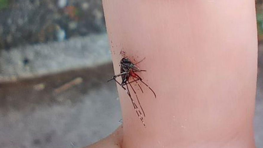 Moaña registra un aviso por mosquito tigre al día desde que comenzó julio