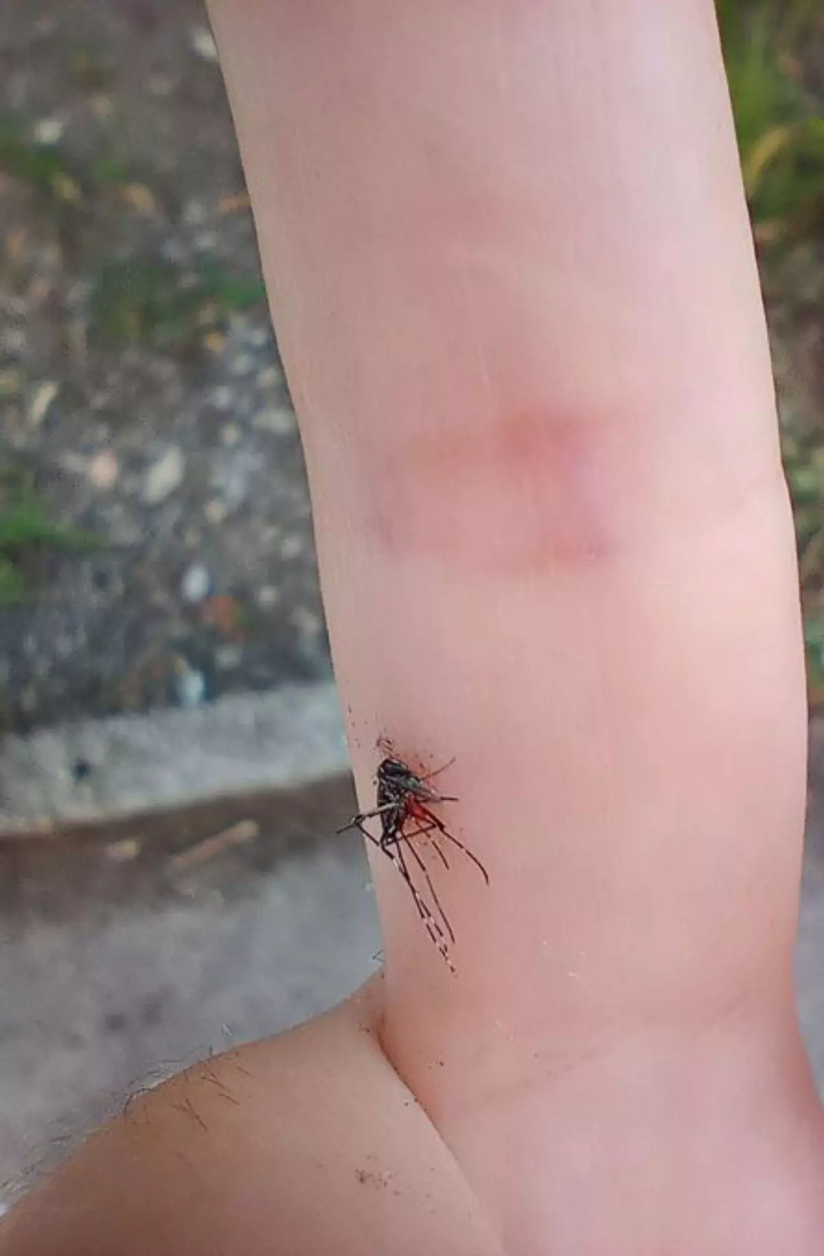 Moaña registra un aviso por mosquito tigre al día desde que comenzó julio