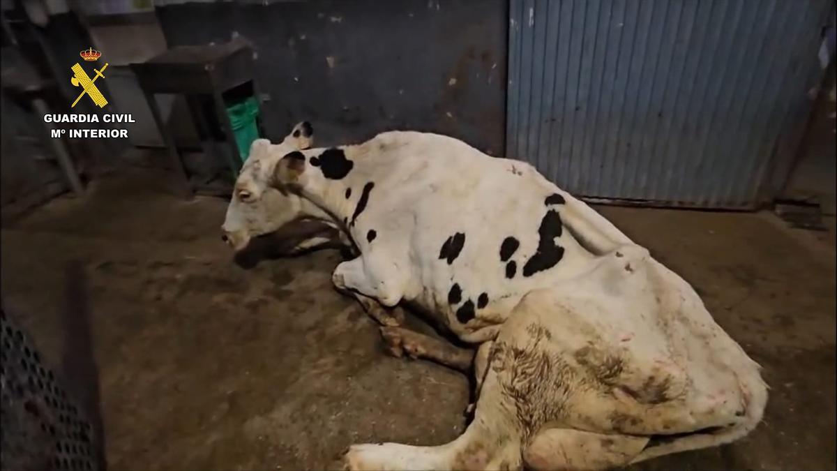 Una de las vacas maltratadas.