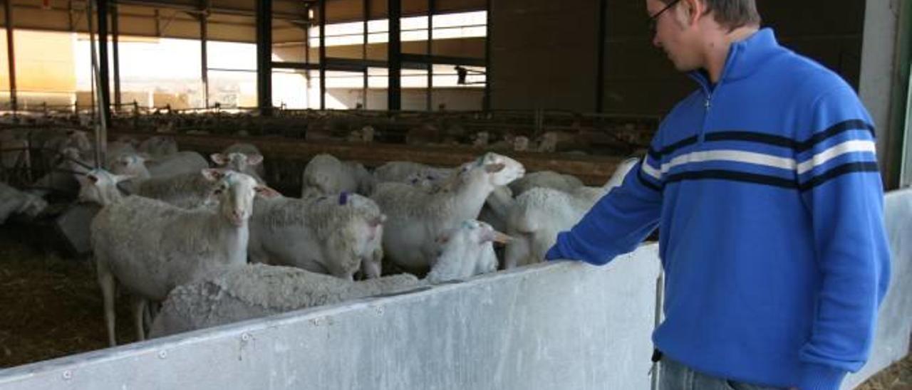 Imagen de una granja de corderos ubicada en el municipio de Alfafara.