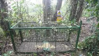 La Xunta amplía el uso de jaulas-trampa al rural y monte ante la elevada presencia de jabalíes y el riesgo de peste porcina