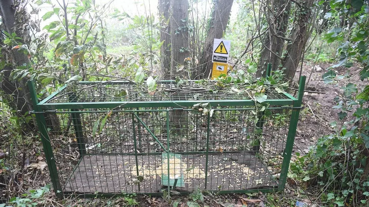 La Xunta amplía el uso de jaulas-trampa al rural y monte ante la elevada presencia de jabalíes y el riesgo de peste porcina