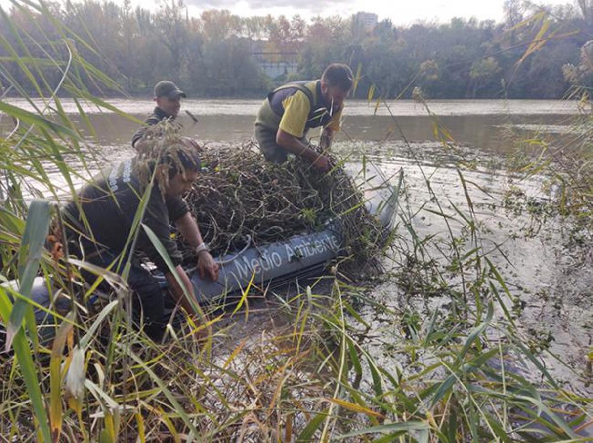 Trabajos de retirada de duraznillo en el Ebro