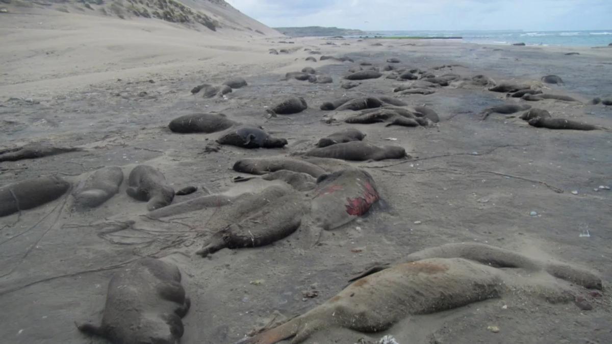 Más de 1.300 elefantes marinos han muerto en Península Valdés