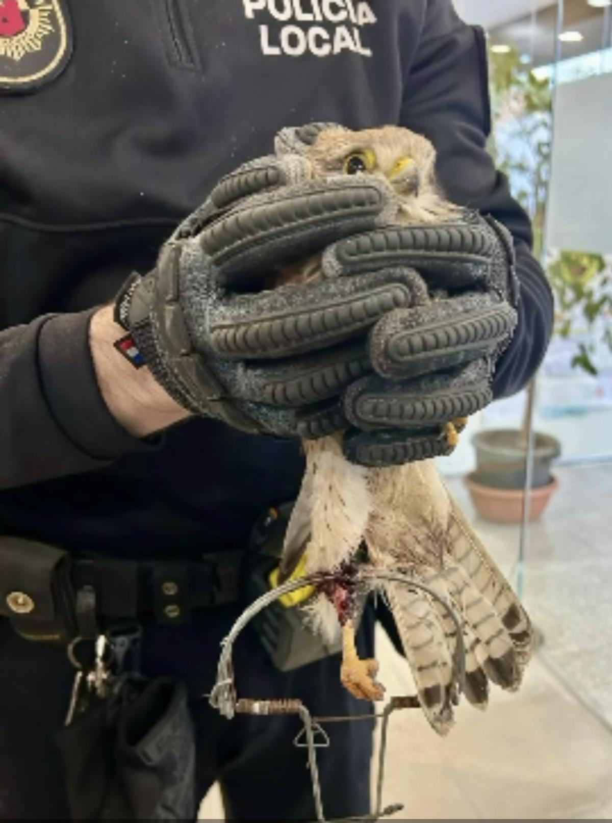 El cernícalo rescatado aún con la pata en el cepo.