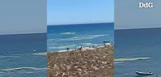 Vídeo | La platja de Pals plena d'algues de riu.