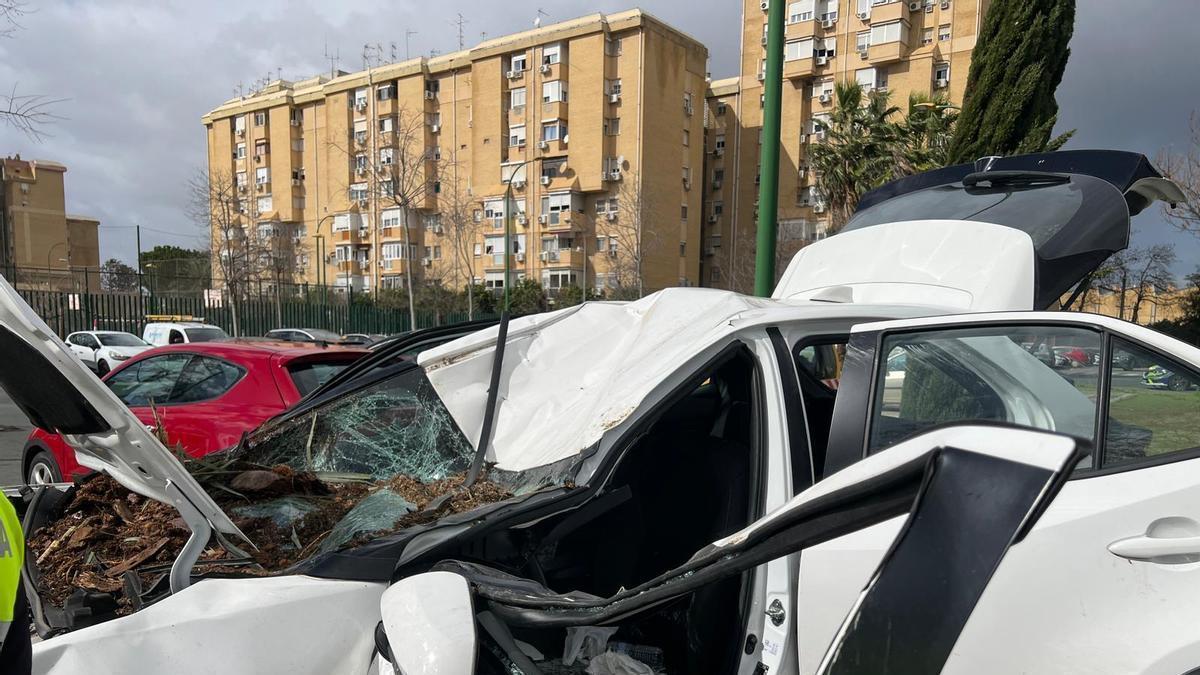 VÍDEO | Una palmera cae encima de un coche con una mujer dentro en Sevilla