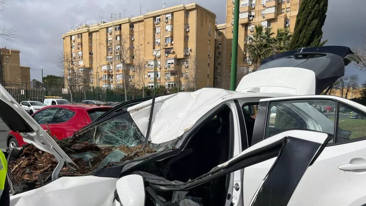 Una mujer hospitalizada tras caer de lleno una palmera encima de su coche en la Avenida Kansas City