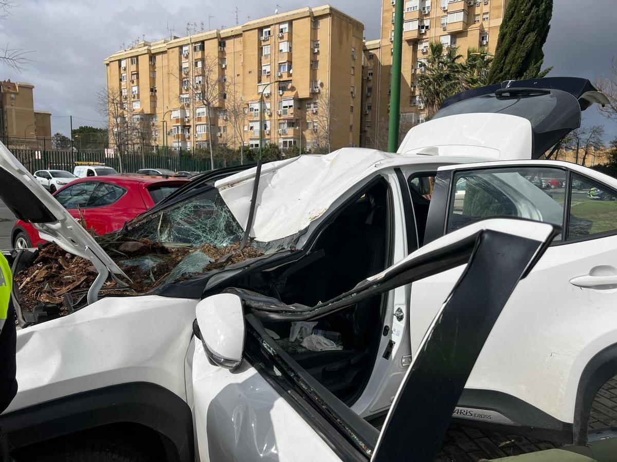 Imagen del coche y los restos de la palmera.