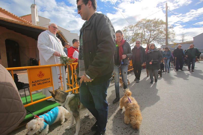 Benidición de animales en la Ermita de Vera y en la Punta