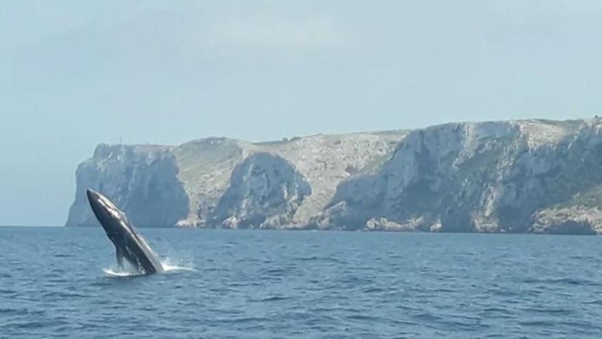 Las piruetas de una ballena rorcual en Dénia