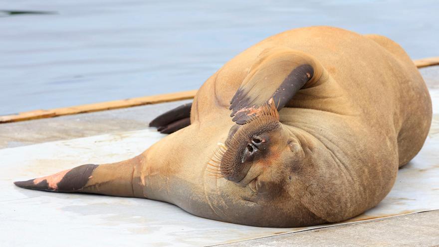 Noruega cumple su amenaza y sacrifica a la morsa Freya