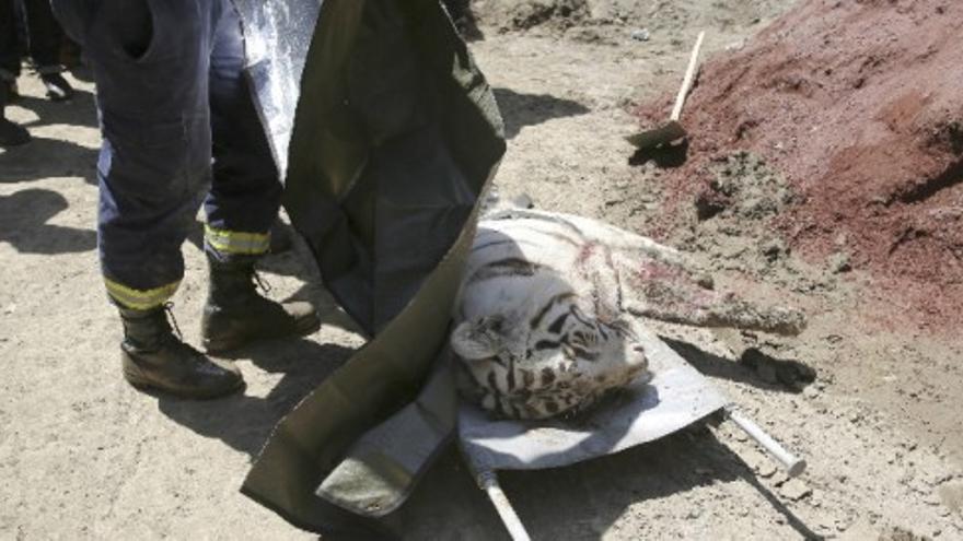 Un tigre blanco, abatido en Tiflis tras atacar y matar a una persona