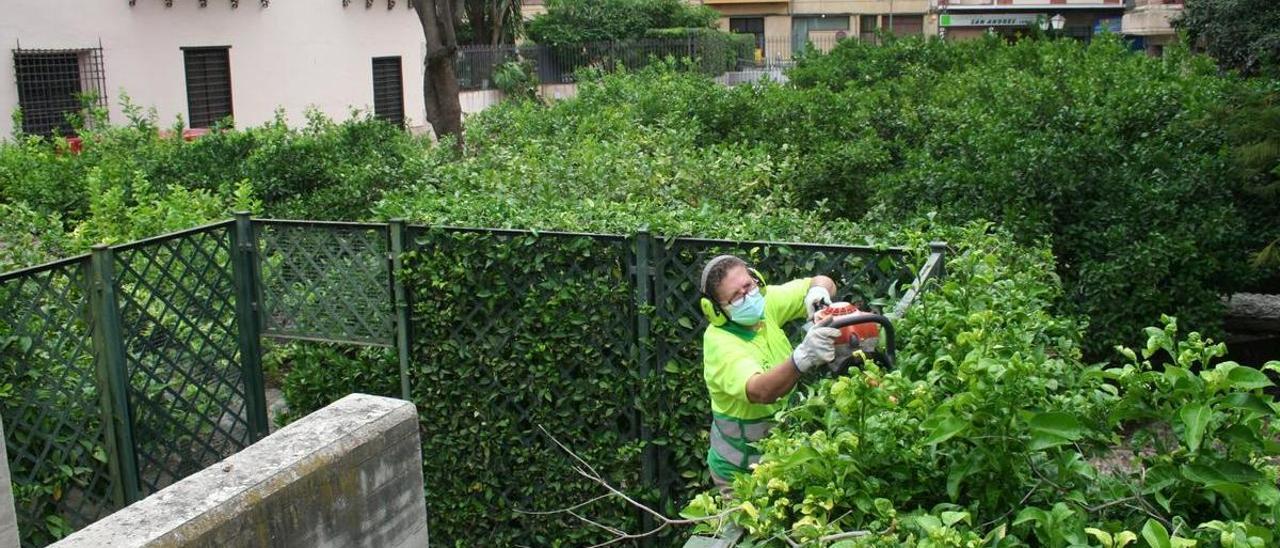 Una jardinera corta el seto de limoneros en espaldera del jardín del Palacio de Guevara.