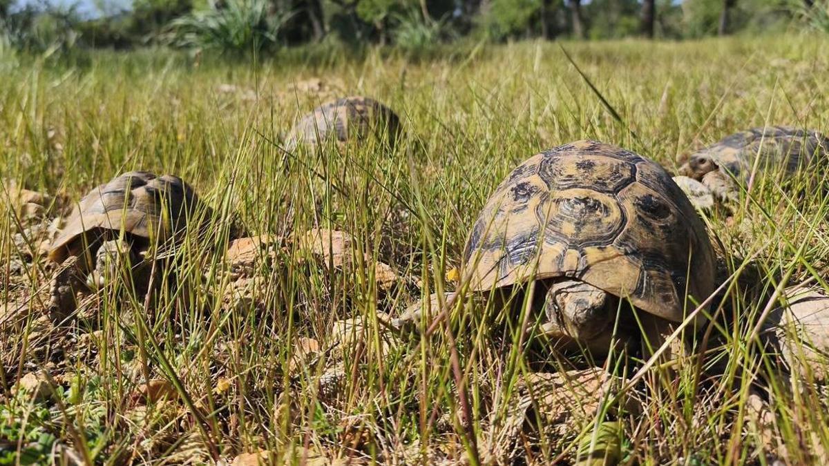 Liberan 15 tortugas moras en Calvià
