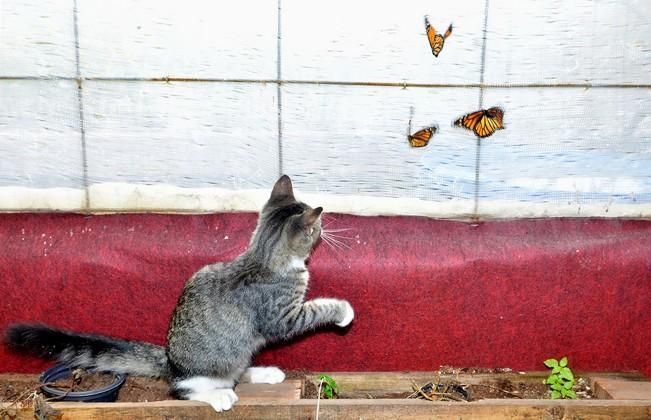 MARIPOSAS GRANJA