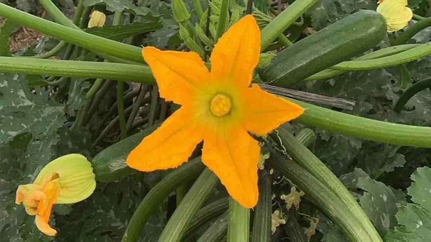 El estrés hídrico amenaza la próxima campaña de hortícolas