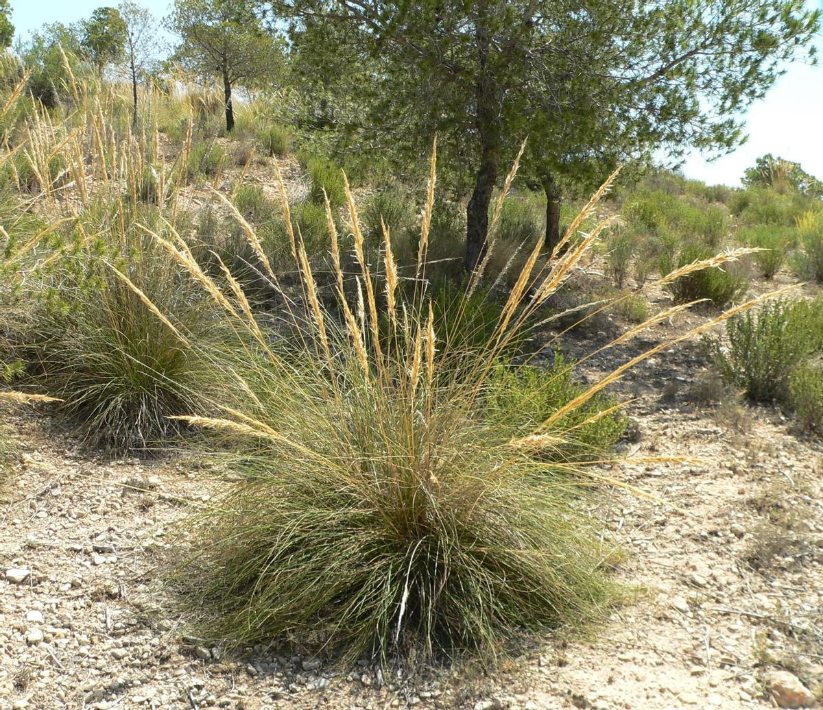 Varias plantas de esparto y de pinos en la provincia de Alicante