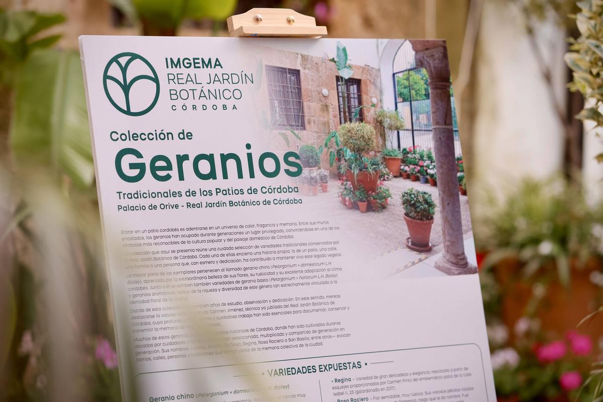 El teniente de alcalde y presidente del Imgema, Daniel García-Ibarrola, y el delegado de Fiestas y Tradiciones, Julián Urbano, informan sobre la colección de geranios tradicionales del Real Jardín Botánico expuestas en el Patio de Orive. En el Palacio de Orive