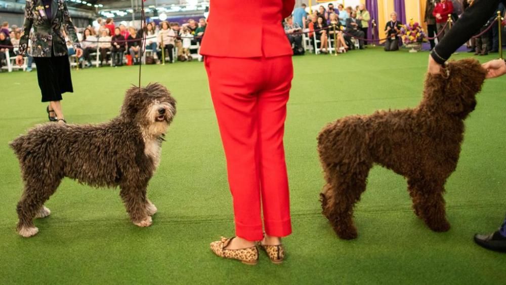 El Westminster Kennel Club, un dels shows de gossos de raça més importants del món