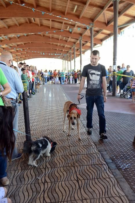 Feria de adopción de mascotas en La Felguera