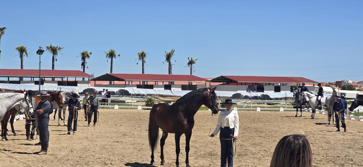 El concurso morfológico de caballos PRE de Alablá es uno de los más prestigiosos del país.