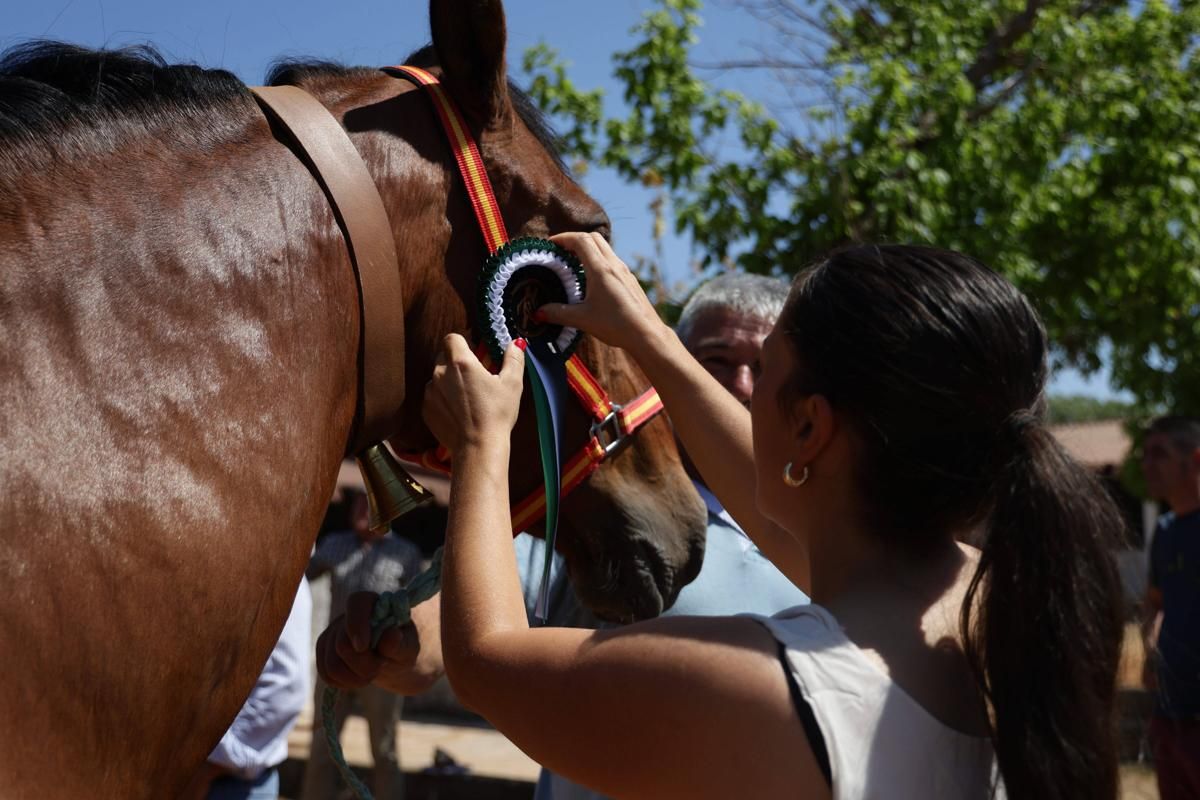 Fotogalería | Así se ha desarrollado la feria equina de Cáceres