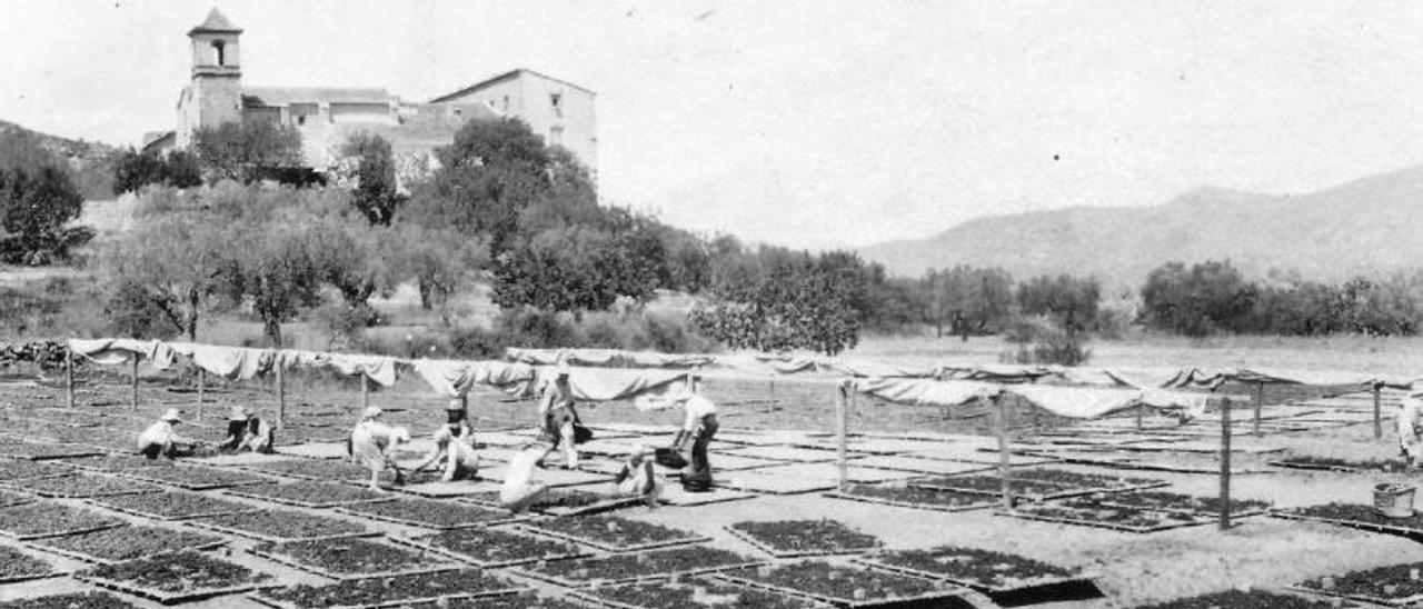 Els cognoms que colonitzaren la Barraca perviuen en Alzira | COL. BARÓ CASANOVA