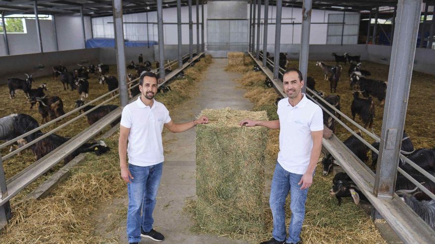 Alberto and Inocencio, with livestock “in their blood since childhood”