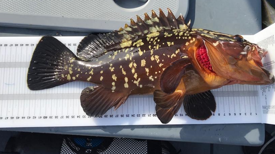 Interceptado un pescador furtivo en una reserva marina de Ibiza