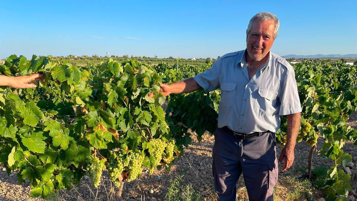 Antonio Alcántara entre viñedos de Tierra de Barros