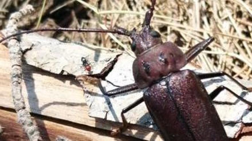 Uno de los escarabajo encontrados en Ibiza.
