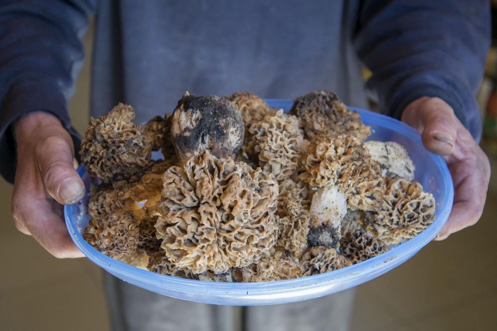 Bolets. Un bon plat de múrgoles ben cuinades per llepar-se’n els dits, però no son fàcils de trobar.