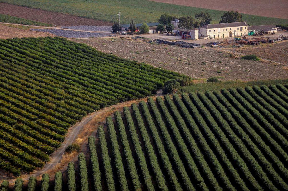 Olivar de regadío en una finca cordobesa.